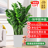 花财主天堂鸟盆栽办公室大型绿植客厅盆栽家用吸甲醛净化空气绿植 金钱树1.1-1.2m【棱形树脂盆】
