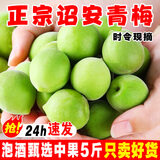 志褚 新鲜青梅鲜果 高山福建诏安青梅果鲜酸脆梅子泡酒青梅酵素 青梅【大果5斤】