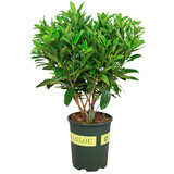 莺歌燕舞茉莉花盆栽带花苞室内花卉观花植物四季好养开花香水茉莉非洲茉莉