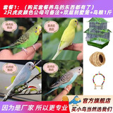 万宠汇 鸟活体虎皮鹦鹉笼养牡丹玄风活鸟学说话手养小太阳鹦鹉和尚鹦鹉 虎皮2只颜色备注+双层笼+粮1斤