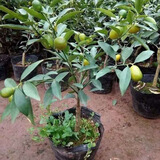 花喜鹊脆皮金桔树苗带果发货盆栽纯甜蜜糖金桔苗可食用橘子树苗室内四季 四年金桔盆栽