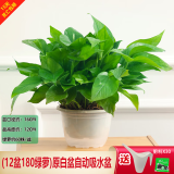 绿有意绿萝盆栽除甲醛室内好养花卉植物绿萝批发办公室新房装修净化空气 180原盆储水绿萝12盆+壶+30肥 带盆带土发货