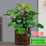 以琛小盼菩提树盆栽带果绿植物室内花卉办公室盆景客厅室内植物盆栽 小盼菩提+厚德载物陶瓷盆送底托