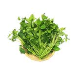 番薯苗300g