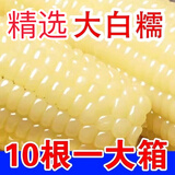 【整箱10支】今年新货东北甜糯玉米新鲜白糯玉米真空包装黏玉米棒 10根精品【超值特惠】