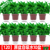 绿有意绿萝盆栽室内植物花卉绿植水培长藤垂吊大叶绿箩新房家用吸除甲醛 120原盆储水绿萝10盆+壶+10肥 带盆带土发货