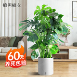 植男植女老桩龟背竹大盆栽客厅室内大型植物真绿植办公室新房好养源头直发