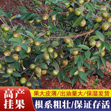 高产嫁接油茶苗长林油茶树苗大苗当年结果杂交中大果茶子树 50到60公分高产嫁接杯苗