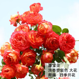 沫澄3颗 耐寒蔷薇花苗爬藤四季开花室内盆栽室外藤本月季花卉易活植物 11藤 精品花苗 不含盆