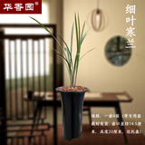 华香园兰花 细叶寒兰 浓幽香型不带花苞开盲盒室内外盆栽花卉耐阴绿植苗 细叶寒兰4苗非连体专用盆不带花