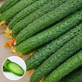 寿禾 旱黄瓜种子强雌籽种各种水果青瓜秋季四季蔬菜寿光种籽 绿肉强雌性黄瓜种子2g