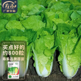 寿禾油菜种子矮脚上海青梗菜蔬菜小白菜快菜秋季季寿光蔬种籽四季青菜 寿禾奶油快菜种子约800粒