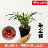 劉閣蘭花南靖金边兰花雪女夏带花苞出售建兰四季兰花苗好养花卉名品 朱金雀3苗连体