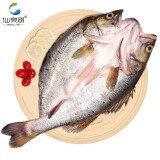 仙泉湖三去白蕉海鲈鱼1斤/条净膛冷冻刺少肉厚地标海鲜水产500g
