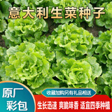 意大利生菜种子大全水培四季生菜种籽孑农家春夏秋冬季菜籽种南方 意大利生菜种子两包