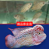 AIPHAROW泰国进口罗汉苗热带观赏鱼活体鸿运泰金花纹红德萨高爆头率罗汉鱼 进口精选高起头泰金1条装