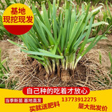 新韭菜根红葱头盆栽 韭菜苗 葱苗  紫根韭菜  红根 宽叶韭菜根 香韭 蔬菜苗 韭菜根100颗