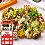 行湘多肉植物盆栽绿植  多肉30颗不重复+陶土塑料盆+椰砖土 源头直发