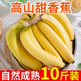 驻晨（ZHUCHEN）云南高山大香蕉10斤装 香甜软糯自然熟青蕉香蕉当季新鲜水果整箱 精选大香蕉10斤装-（净重 8.5斤 ）