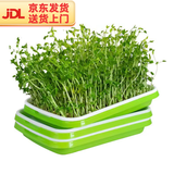 匠心绽放水培菜套装-快速生长豌豆白萝卜种子长方形盘源头直发包邮10120