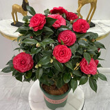 语安香妃山茶花苗盆栽五色赤丹花卉植物室内好养杜鹃茶花树苗四季开花 红赤丹茶花苗 2年苗+1包肥料