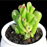 春草碧多肉植物盆栽老桩24款入门肉肉迷你多肉办公室内阳台桌面绿植花卉 吸财树+花瓣盆+土