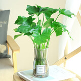 意轩春羽盆栽室内花卉水养水生绿植好养办公室观叶植物 春羽3株（大）（高30） 不含盆