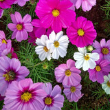 一播大地百日草种子波斯菊野花组合四季易活室外混色阳台庭院花卉种籽花子 矮杆格桑花混色500克