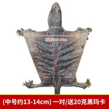 蛤蚧一对带头足（2只）蛤蚧精制中药材 gejie进口哈蚧补肺益肾纳气定喘助阳益精 泡酒中药材店铺 一对/两只（中号肩宽约13-14cm）