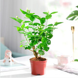莺歌燕舞茉莉花盆栽带花苞室内花卉观花植物四季好养开花香水茉莉非洲茉莉 三年  独杆茉莉（不含盆） 含盆