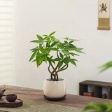 八芽盆栽发财树植物室内禅意招财树盆景办公室桌面绿植源头直发包邮 五福发财树-雪梨盆-紫砂托盘 含盆