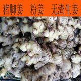 广东本地大肉姜猪脚姜新鲜嫩姜高明无渣猪脚姜泡姜无渣 猪脚姜5斤（超值）