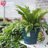 爱丽思（IRIS）特大号圆形花盆种树庭院超大加厚大盆景树木无花果蓝莓果树种植盆 9号绿色 约7L (口径26.7cm)