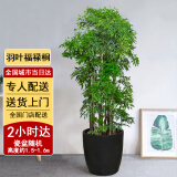 芙洛拉花园【两小时达】发财树绿萝金钱树散尾葵天堂鸟大型绿植室内开业乔迁 羽叶福禄桐