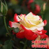 花幽谷大花月季浓香带花苞发货正宗玫瑰月季花苗灌木大花盆栽花卉庭院 红双喜带花苞【16cm大花】 不含盆