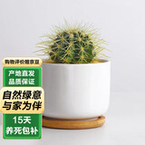泰西丝金琥仙人掌球多肉植物盆栽绿植小盆栽 金琥+白瓷盆含托 源头直发