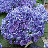 绣球花苗带花苞老桩盆栽花卉植物室内花庭院四季长开 爆米花 3年苗当年开花