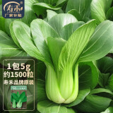 寿禾油菜种子矮脚上海青梗菜蔬菜小白菜快菜秋季季寿光蔬种籽四季青菜 潍丰上海青种子5g约1500粒