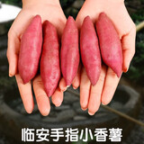 舅甜果蔬（现挖速发）正宗临安天目山小香薯红薯 农家自种金手指迷你香薯 3斤 手指薯