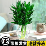 绿有意观音竹富贵竹水培植物带根花卉绿植绿萝室内盆栽转运竹子水养好养 观音竹3棵（龙蛋玻璃瓶）+营养液