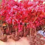 萌肉居 红枫树苗盆栽庭院地栽彩色绿化苗木行道树/中苗约2CM粗源头直发