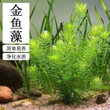 墨一水草合集净水好养金鱼藻小九冠蜈蚣草小巴榕懒人鱼缸造景装饰真草 （15-20厘米）金鱼藻10株送1沉水环