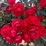 欧月古兰 木香花苗七里香盆栽爬藤植物浓香甜蜜红木香四季开花庭院花卉 红木香20-30厘米木高左右 不含盆