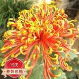 种花迷菊花盆栽植物开花大菊花带花苞乒乓菊长寿花盆栽植花卉 龙爪菊（ 金鸡报晓（苗5棵）