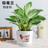 绿荫巷子大叶绿公主金钻植物办公室内客厅花卉吸甲醛好养易活绿植盆栽 【招财猫瓷】铂金钻 大号30cm