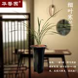 华香园兰花 细叶寒兰 浓幽香型不带花苞开盲盒室内外盆栽花卉耐阴绿植苗 细叶寒兰5苗非连体专用盆不带花