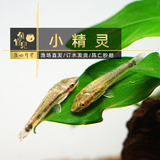 鱼官儿清道夫工具鱼除藻鱼巧克力娃娃小精灵黄金胡子皇冠飞机观赏清洁鱼 小精灵1条（2.5-3cm）