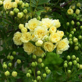 欧月古兰 木香花苗七里香盆栽爬藤植物浓香甜蜜红木香四季开花庭院花卉 黄色木香20-30cm高 不含盆