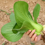 寿禾油菜种子矮脚上海青梗菜蔬菜小白菜快菜秋季季寿光蔬种籽四季青菜 上海青605油菜种子【矮脚型】40g