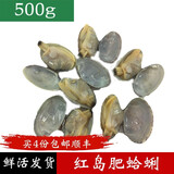 鱼姐海成 青岛蛤蜊鲜活新鲜花甲红岛蛤蜊大花蛤干净无沙花蛤蜊500g袋装